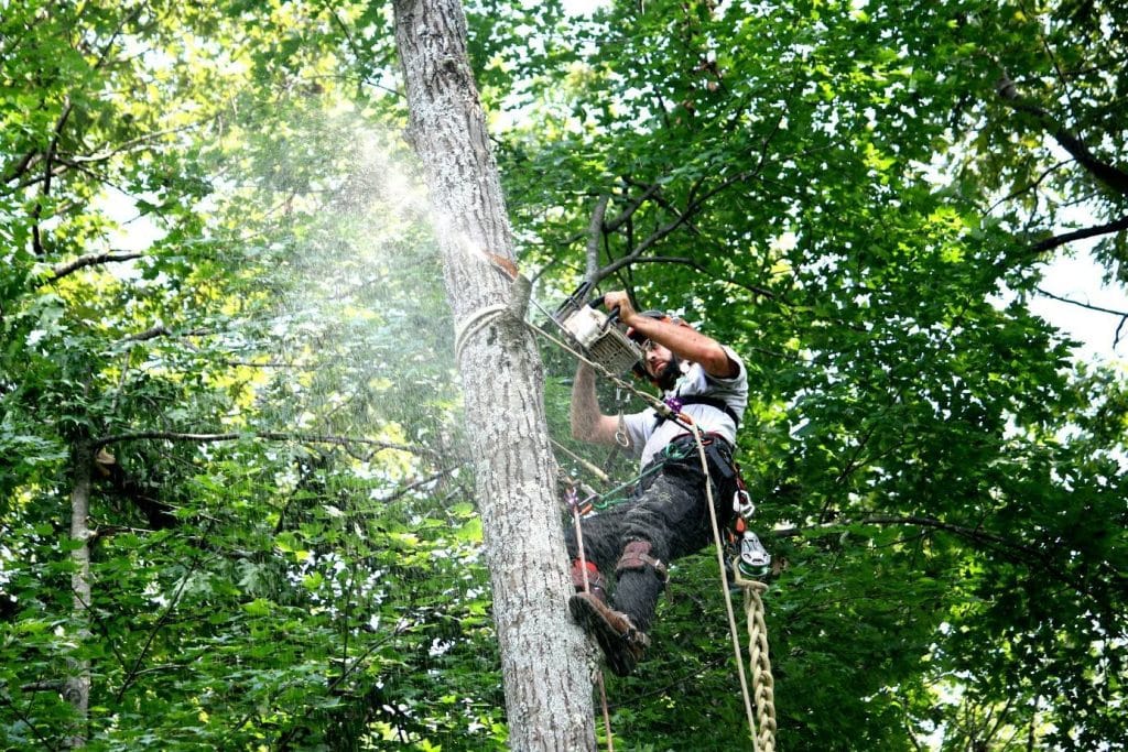 A worker on top of a tree cutting branches