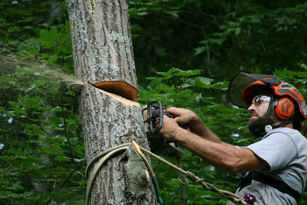 A close view of a tree being cut down with a chainsaw